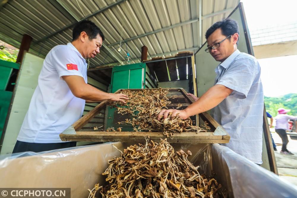 尖峰乡交通新动向，迈向现代化交通体系的关键步伐