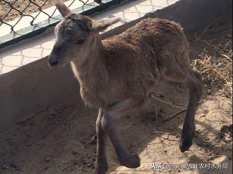 羊种改良站最新人事任命及其对未来发展的影响