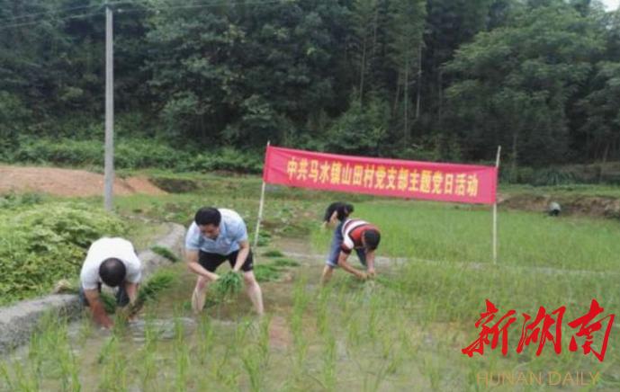 洲陂乡新项目，乡村发展的强大引擎