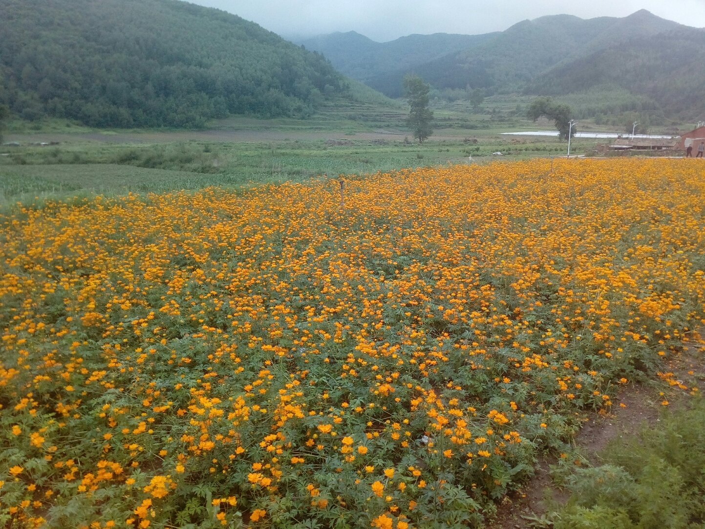 药王满族乡最新天气预报