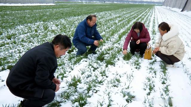 嘉祥县农业农村局助力乡村振兴与农业现代化步伐加速前行